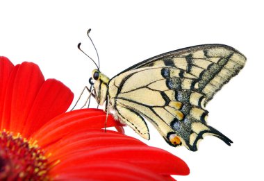 Beyaz izole bir çiçek kelebek. Gerbera çiçek. Swallowtail Kelebek, Papilio machaon. 