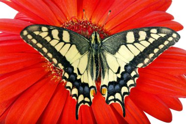 Beyaz izole bir çiçek kelebek. Gerbera çiçek. Swallowtail Kelebek, Papilio machaon. 