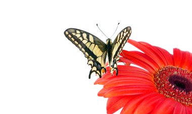 Beyaz izole bir çiçek kelebek. Gerbera çiçek. Swallowtail Kelebek, Papilio machaon. 