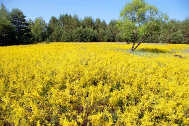 güzel sarı çiçek alan. 