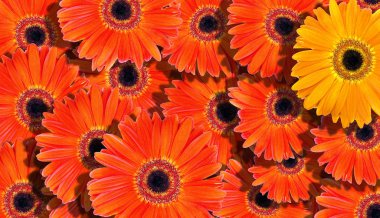 çiçek arka plan. parlak turuncu gerbera arka plan doku. Doğal portakal arka plan.