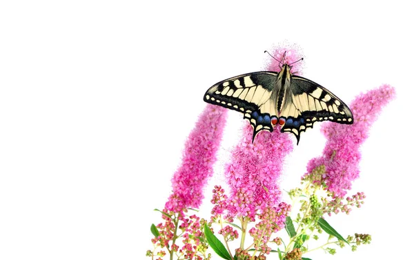 Farfalle Fiore Rosa Isolato Bianco Farfalla Coda Rondine Papilio Machaon — Foto Stock