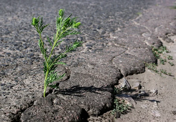 Una Grieta Asfalto Hierba Común Ambrosía Creciendo Una Grieta Carretera —  Fotos de Stock