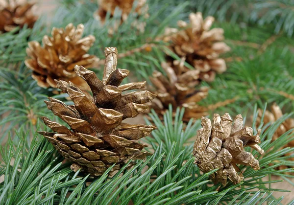 Die Zweige Von Tannen Und Goldenen Zapfen Hintergrund Zum Neuen — Stockfoto