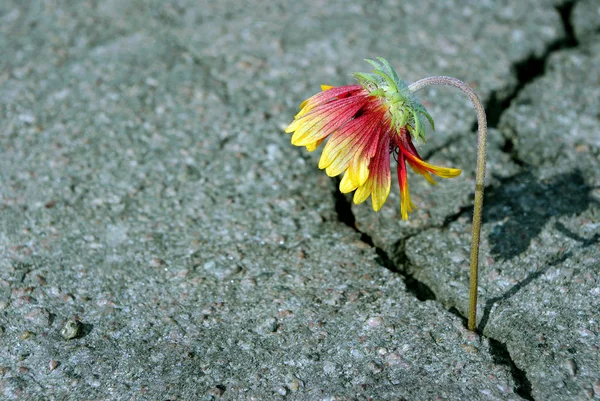 Crack Asfaltovou Silnici Prasklinu Asfaltu Krásná Květina — Stock fotografie