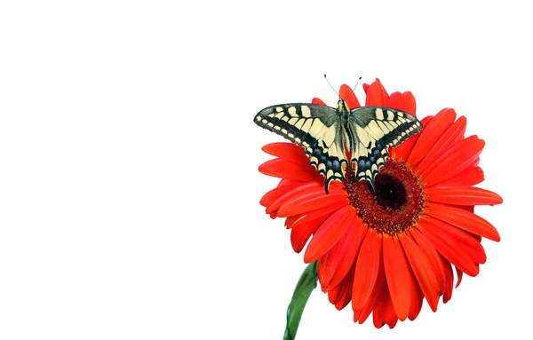 Motyl Kwiat Białym Tle Gerbera Kwiat Swallowtail Motyl Papilio Machaon — Zdjęcie stockowe