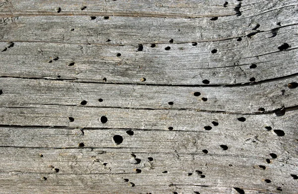 wood damaged by pest bark beetle