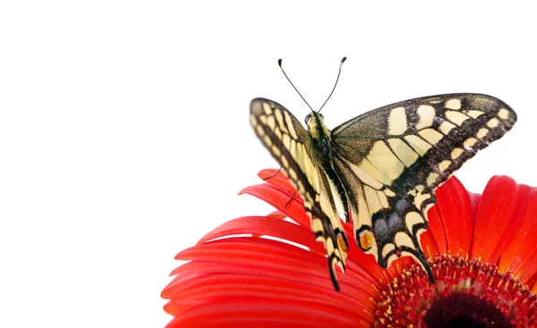 Beyaz Izole Bir Çiçek Kelebek Gerbera Çiçek Swallowtail Kelebek Papilio — Stok fotoğraf