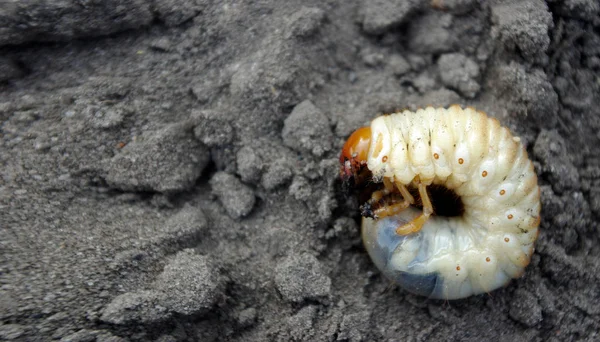 Haşere alanlar ve sebze bahçeleri. Mayıs böceği larvası