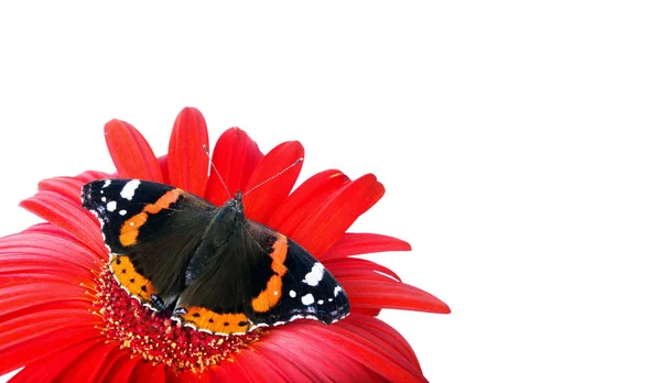 Borboleta Uma Flor Isolada Branco Flor Gerbera Espaços Cópia — Fotografia de Stock