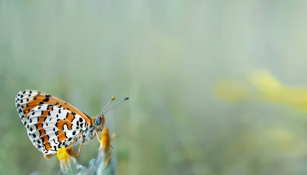 Beautiful Butterfly Meadow Brush Footed Butterflies Copy Spaces — Stock Photo, Image