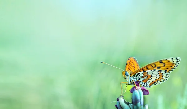Красивая Бабочка Лугу Кистоногие Бабочки Пространство Копирования — стоковое фото