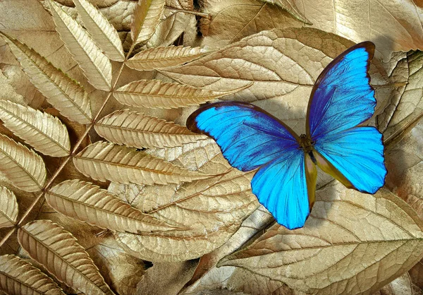 Butterfly Morpho Golden Leaves — Stock Photo, Image