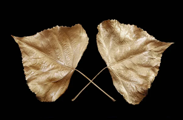 Gouden Herfstblad Geïsoleerd Zwart — Stockfoto