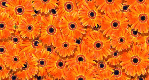 Floral Φόντο Φωτεινό Πορτοκαλί Ζέρμπερες Υφή Φόντου Φυσικό Πορτοκαλί Φόντο — Φωτογραφία Αρχείου