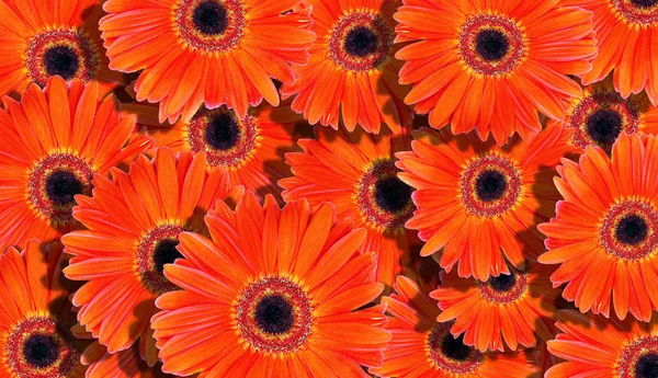Tle Kwiatów Jasny Pomarańczowy Gerbery Tekstura Tło Naturalne Podłoże Pomarańczowy — Zdjęcie stockowe
