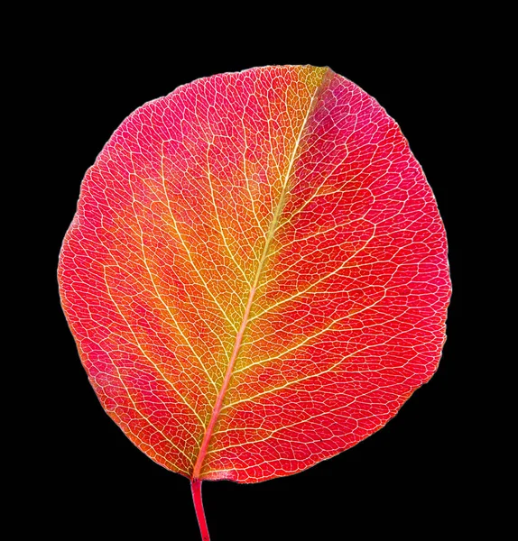 Kleurrijke Red Oak Leaf Geïsoleerd Zwarte Achtergrond — Stockfoto