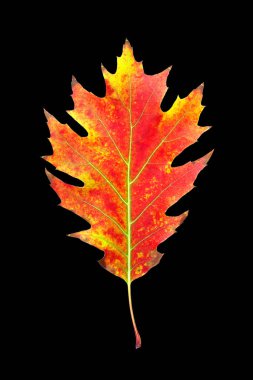 siyah arka plan üzerine izole renkli kırmızı meşe yaprağı