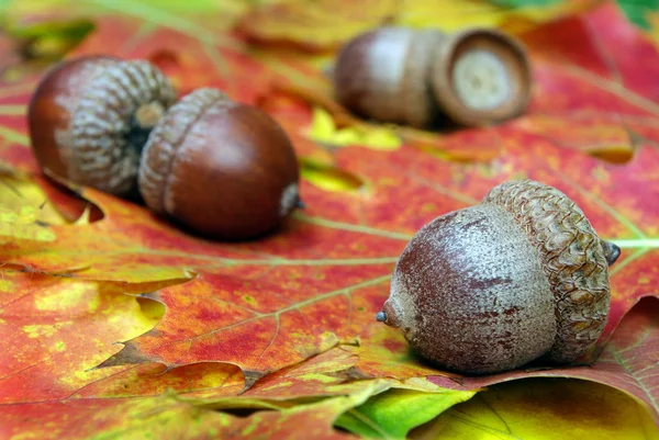 bright red oak leaves. fallen acorns on oak leaves. acorns in oak forest. top view