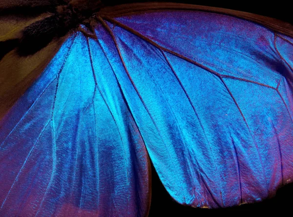 Wings of a butterfly Morpho texture background. Morpho butterfly