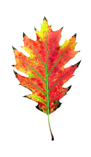 秋天的叶子 白色的橡树叶 — 图库照片