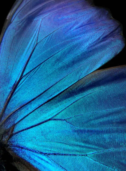 Vleugels Van Een Vlinder Morpho Textuur Achtergrond Morpho Vlinder — Stockfoto