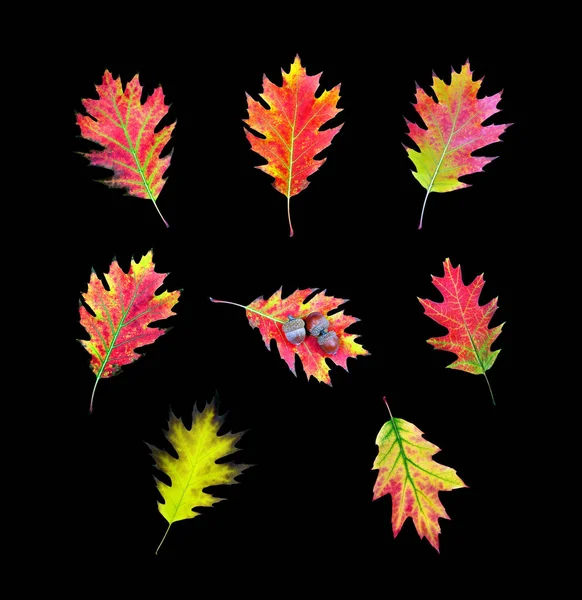 Collection Bright Oak Leaves Isolated Black — Stock Photo, Image