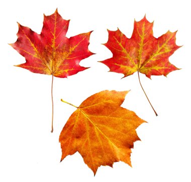 Beyaz arka plan üzerinde izole parlak sonbahar akçaağaç yaprakları