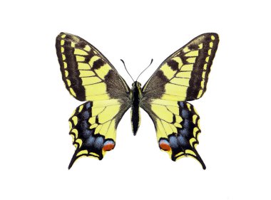     Beyaz izole kelebek Machaon. Bir kelebek kanatları.                                