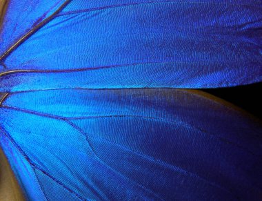 Kelebek Morpho 'nun kanatları. Morpho Kelebeği