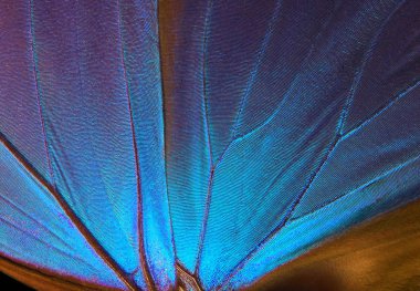 Kelebek Morpho 'nun kanatları. Morpho Kelebeği