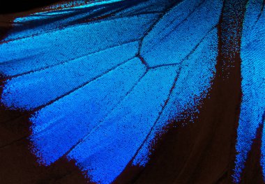 Kelebek kanatları Ulysses. Kelebek dokusunun kanatları. Yakın çekim..