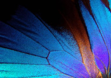 Kelebek kanatları Ulysses. Kelebek dokusunun kanatları. Yakın çekim..