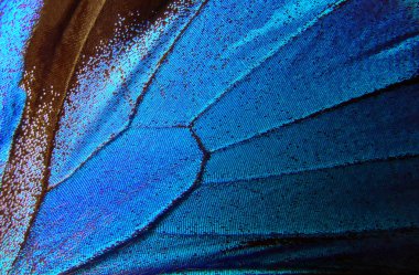 Kelebek kanatları Ulysses. Kelebek dokusunun kanatları. Yakın çekim..