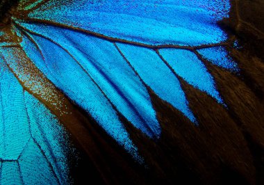 Kelebek kanatları Ulysses. Kelebek dokusunun kanatları. Yakın çekim..