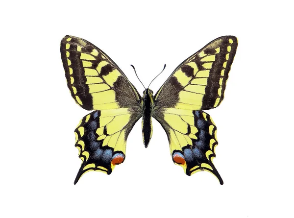 Butterfly Machaon Isolé Sur Blanc Ailes Papillon — Photo