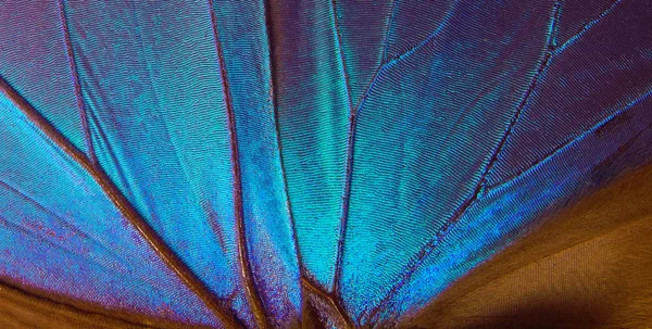 Vleugels Van Een Vlinder Morpho Textuur Achtergrond Morpho Vlinder — Stockfoto