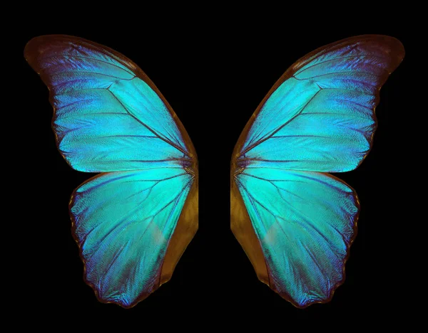 Wings of a butterfly Morpho. Morpho butterfly wings isolated on a black background.