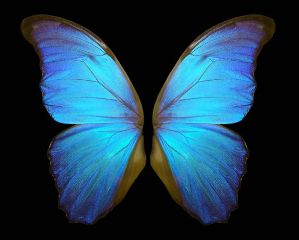나비의 나비의 날개입니다 나비의 날개에 — 스톡 사진