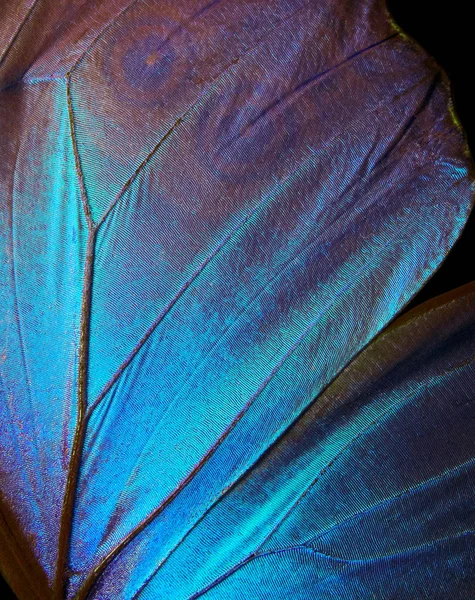 Ailes Papillon Morpho Texture Fond Morpho Papillon — Photo