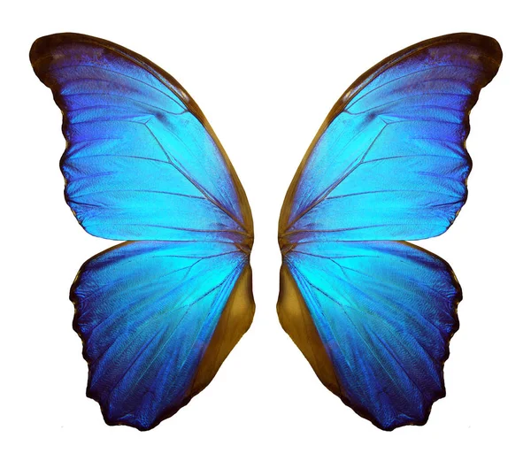 나비의 배경에 고립된 나비의 — 스톡 사진