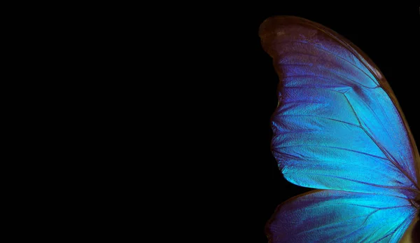 Wings of a butterfly Morpho texture background. Morpho butterfly