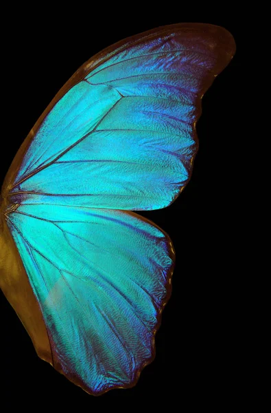 Alas Una Mariposa Fondo Textura Morpho Mariposa Morfo — Foto de Stock