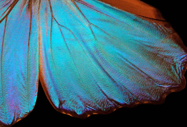 Alas Una Mariposa Fondo Textura Morpho Mariposa Morfo — Foto de Stock