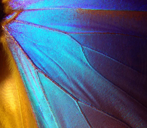 Ali Una Farfalla Morpho Texture Sfondo Farfalla Morfoide — Foto Stock