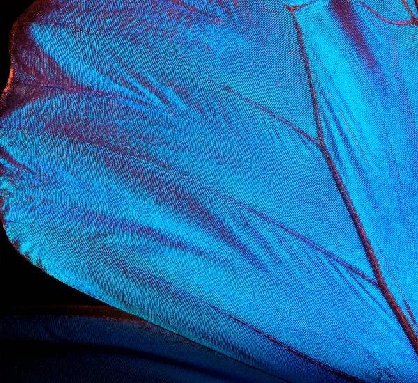 Vleugels Van Een Vlinder Morpho Textuur Achtergrond Morpho Vlinder — Stockfoto