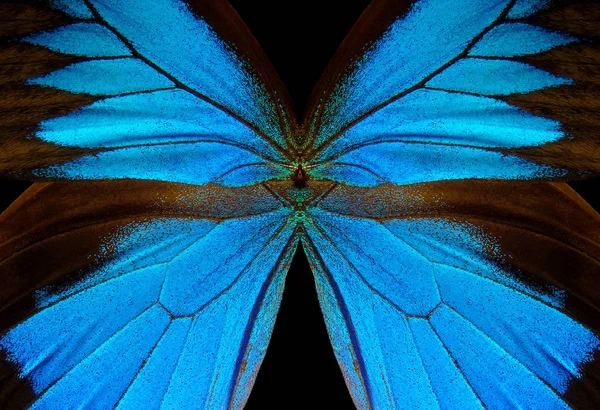 Alas Una Mariposa Ulises Alas Fondo Textura Mariposa Primer Plano — Foto de Stock