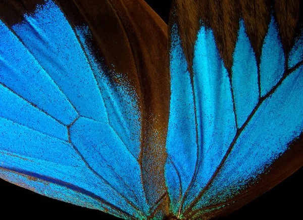 Φτερά Πεταλούδας Οδυσσέα Φτερά Από Φόντο Υφή Πεταλούδας Κλείσιμο — Φωτογραφία Αρχείου