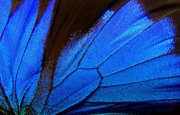 Alas Una Mariposa Ulises Alas Fondo Textura Mariposa Primer Plano — Foto de Stock