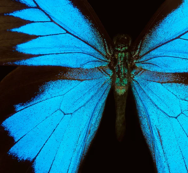 蝴蝶的翅膀尤利西斯 蝴蝶翅膀的纹理背景 — 图库照片
